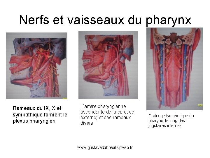 Nerfs et vaisseaux du pharynx Rameaux du IX, X et sympathique forment le plexus