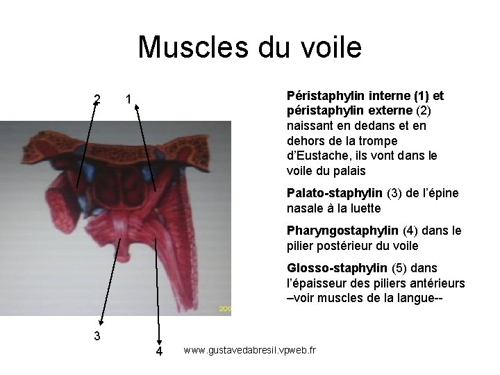 Muscles du voile 2 Péristaphylin interne (1) et péristaphylin externe (2) naissant en dedans