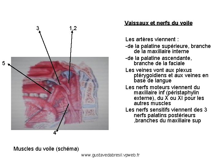 3 1, 2 Vaissaux et nerfs du voile Les artères viennent : -de la