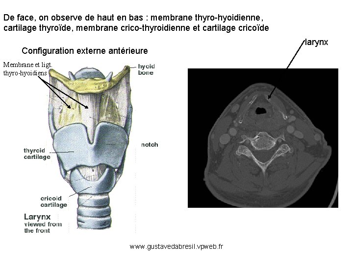 De face, on observe de haut en bas : membrane thyro-hyoidienne, cartilage thyroïde, membrane