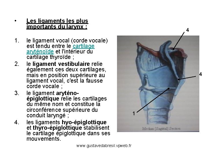 • 1. 2. 3. 4. Les ligaments les plus importants du larynx :