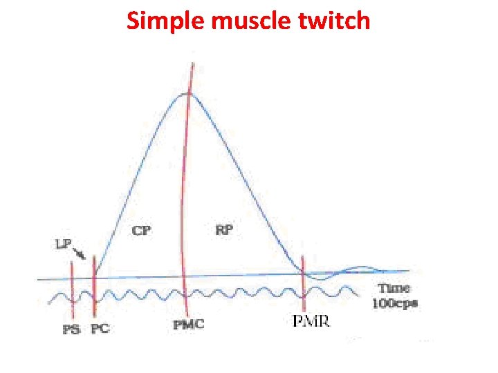 Simple muscle twitch 