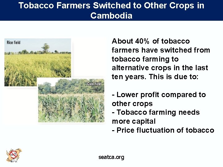 Tobacco Farmers Switched to Other Crops in Cambodia About 40% of tobacco farmers have