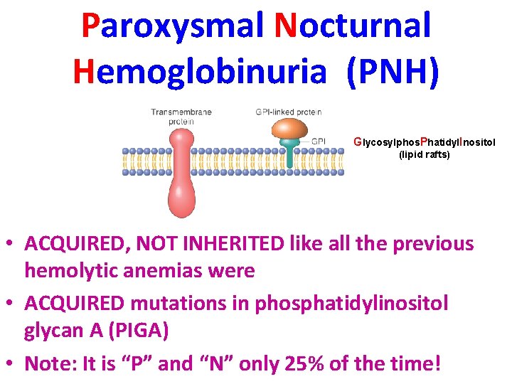 Paroxysmal Nocturnal Hemoglobinuria (PNH) Glycosylphos. Phatidyl. Inositol (lipid rafts) • ACQUIRED, NOT INHERITED like