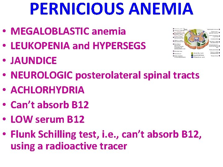 PERNICIOUS ANEMIA • • MEGALOBLASTIC anemia LEUKOPENIA and HYPERSEGS JAUNDICE NEUROLOGIC posterolateral spinal tracts