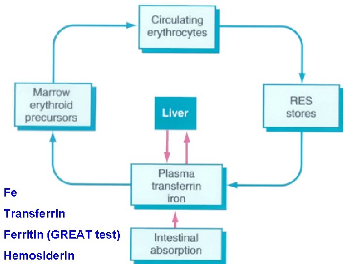 Fe Transferrin Ferritin (GREAT test) Hemosiderin 