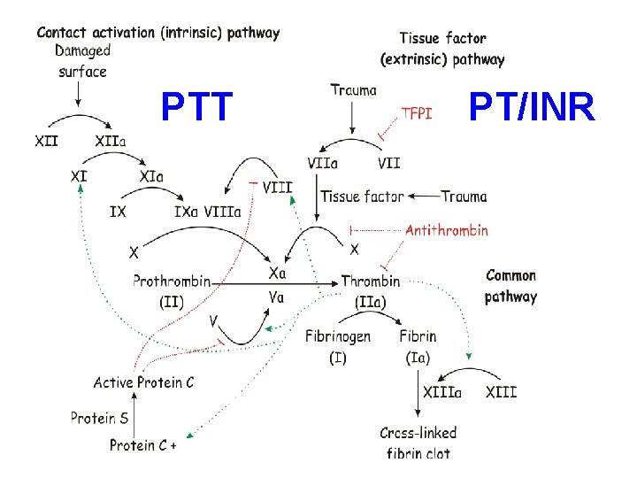 PTT PT/INR 