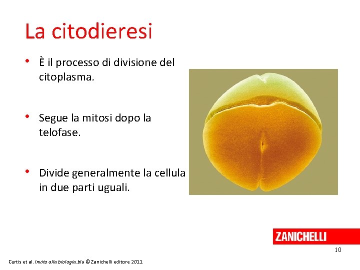 La citodieresi • È il processo di divisione del citoplasma. • Segue la mitosi