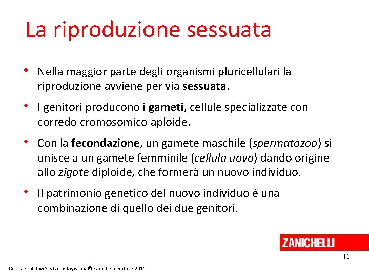 La riproduzione sessuata • Nella maggior parte degli organismi pluricellulari la riproduzione avviene per