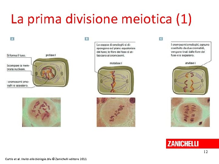 La prima divisione meiotica (1) 12 Curtis et al. Invito alla biologia. blu ©