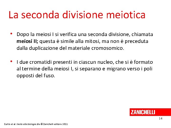 La seconda divisione meiotica • Dopo la meiosi I si verifica una seconda divisione,