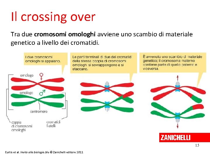 Il crossing over Tra due cromosomi omologhi avviene uno scambio di materiale genetico a