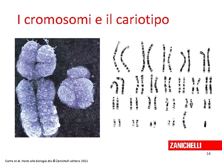 I cromosomi e il cariotipo 16 Curtis et al. Invito alla biologia. blu ©