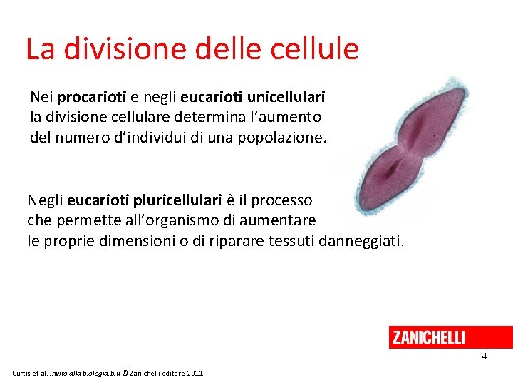 La divisione delle cellule Nei procarioti e negli eucarioti unicellulari la divisione cellulare determina