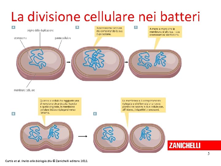 La divisione cellulare nei batteri 5 Curtis et al. Invito alla biologia. blu ©