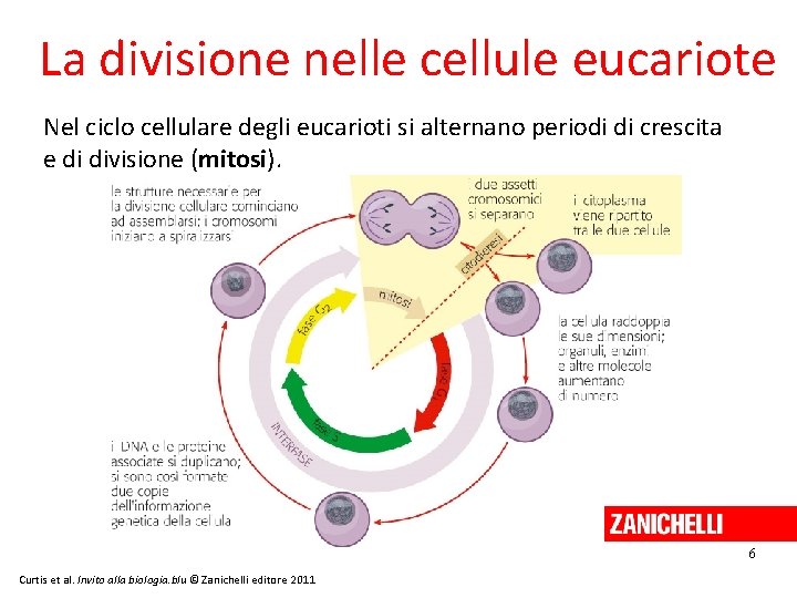 La divisione nelle cellule eucariote Nel ciclo cellulare degli eucarioti si alternano periodi di