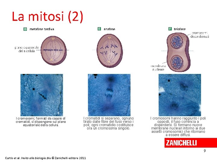 La mitosi (2) I cromosomi, formati da coppie di cromatidi, si dispongono sul piano