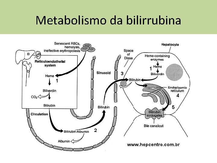 Metabolismo da bilirrubina 
