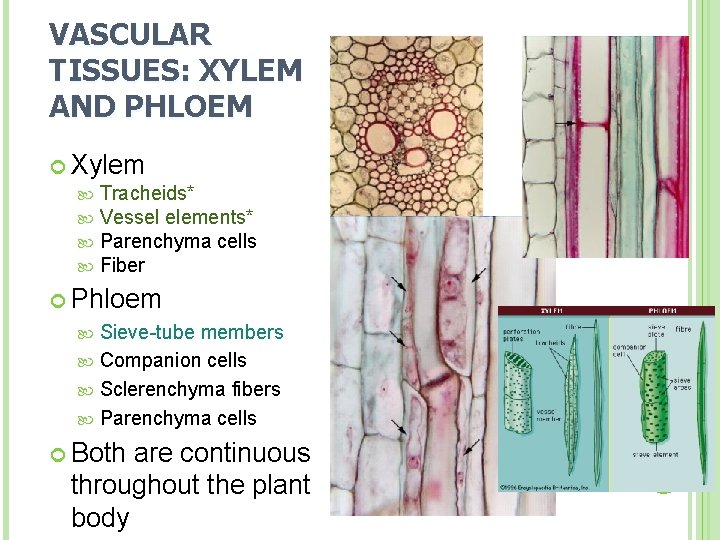 VASCULAR TISSUES: XYLEM AND PHLOEM Xylem Tracheids* Vessel elements* Parenchyma cells Fiber Phloem Sieve-tube
