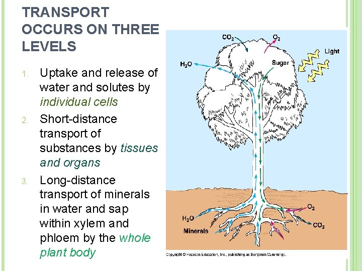 TRANSPORT OCCURS ON THREE LEVELS 1. 2. 3. Uptake and release of water and