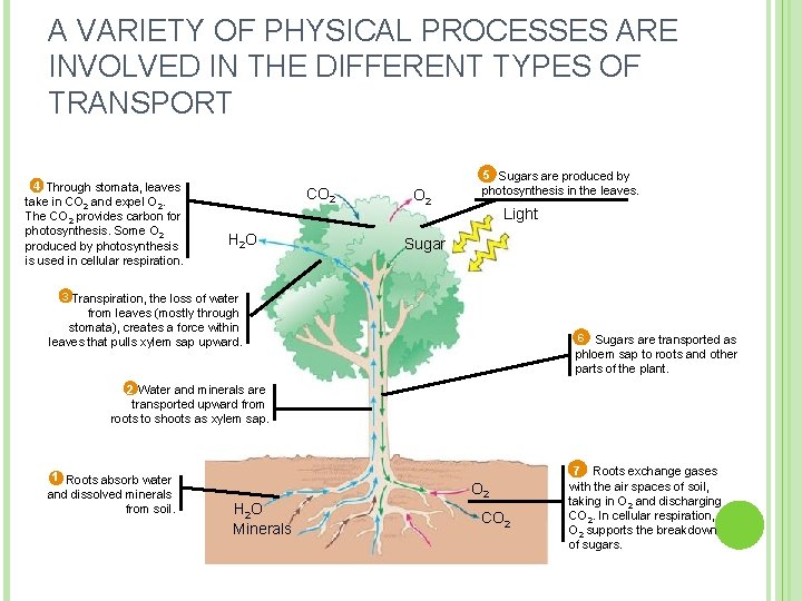 A VARIETY OF PHYSICAL PROCESSES ARE INVOLVED IN THE DIFFERENT TYPES OF TRANSPORT 4