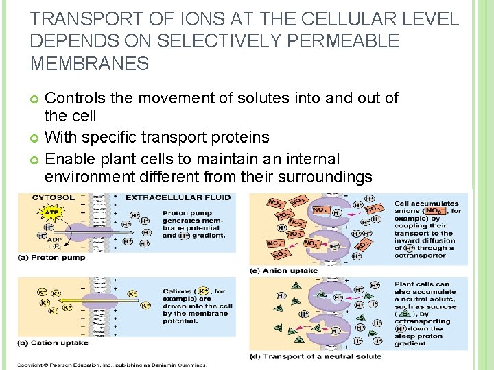 TRANSPORT OF IONS AT THE CELLULAR LEVEL DEPENDS ON SELECTIVELY PERMEABLE MEMBRANES Controls the