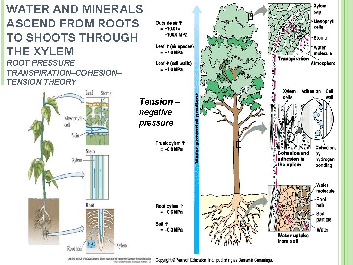 WATER AND MINERALS ASCEND FROM ROOTS TO SHOOTS THROUGH THE XYLEM ROOT PRESSURE TRANSPIRATION–COHESION–