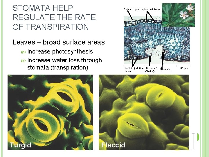 STOMATA HELP REGULATE THE RATE OF TRANSPIRATION Cuticle Upper epidermal tissue Leaves – broad
