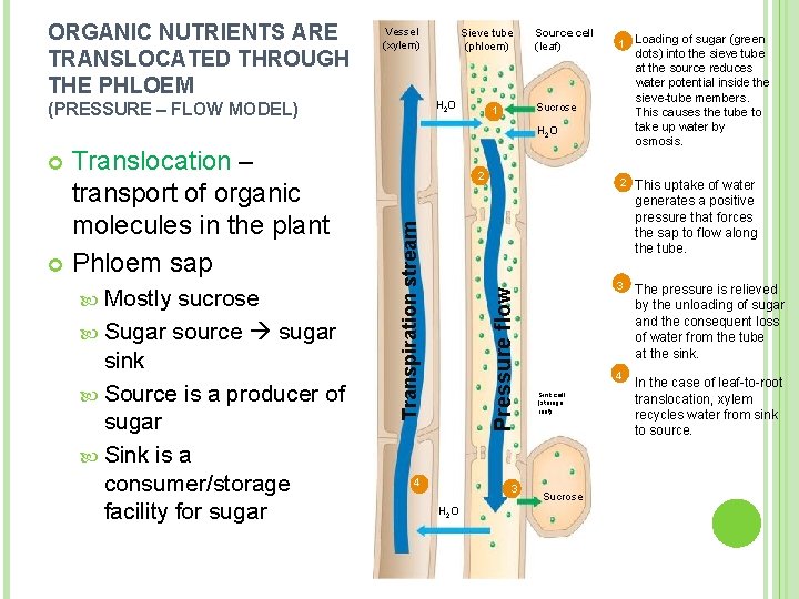 ORGANIC NUTRIENTS ARE TRANSLOCATED THROUGH THE PHLOEM Vessel (xylem) Sieve tube (phloem) H 2