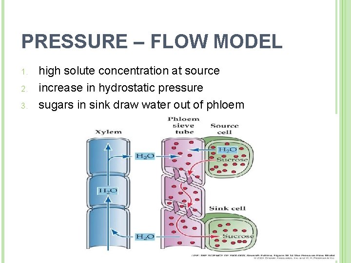 PRESSURE – FLOW MODEL 1. 2. 3. high solute concentration at source increase in
