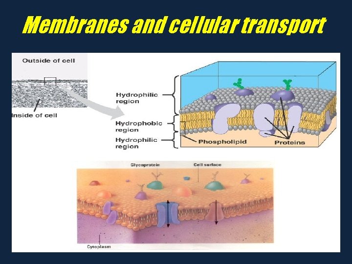 Membranes and cellular transport 