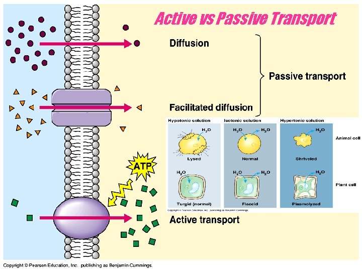 Active vs Passive Transport 