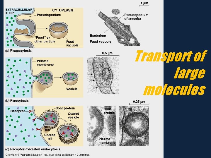 Transport of large molecules 