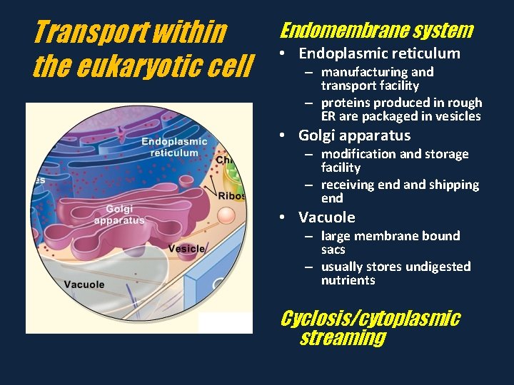 Transport within the eukaryotic cell Endomembrane system • Endoplasmic reticulum – manufacturing and transport