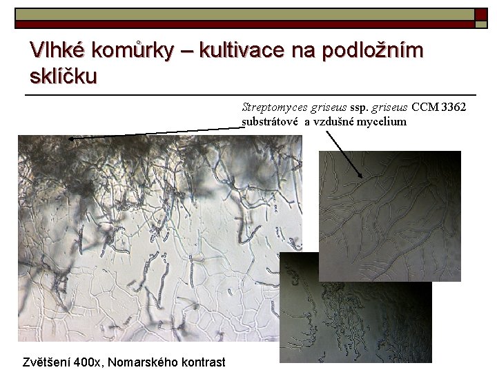 Vlhké komůrky – kultivace na podložním sklíčku Streptomyces griseus ssp. griseus CCM 3362 substrátové