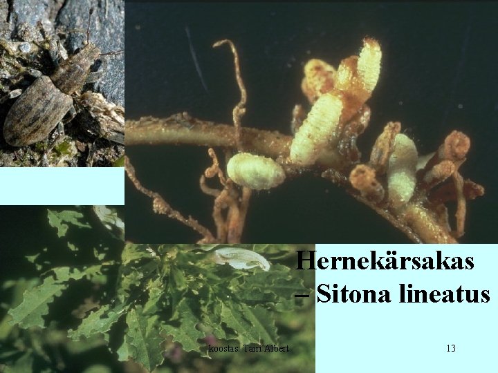 Hernekärsakas – Sitona lineatus koostas: Tairi Albert 13 