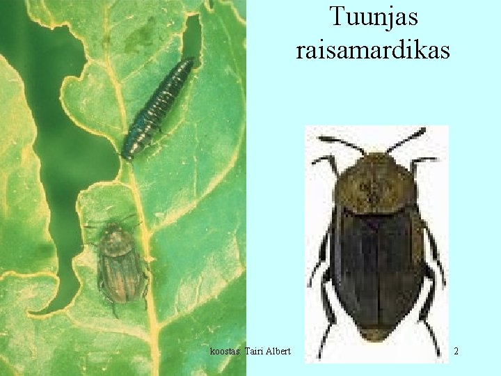Tuunjas raisamardikas koostas: Tairi Albert 2 