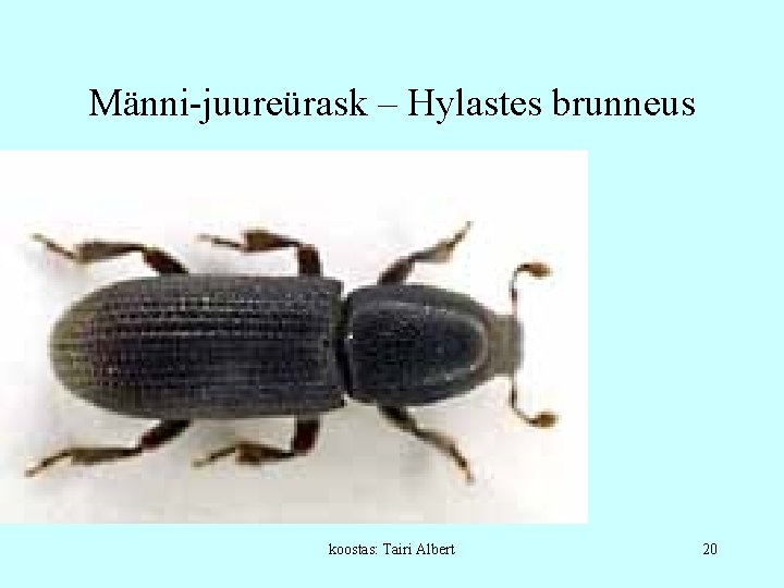 Männi-juureürask – Hylastes brunneus koostas: Tairi Albert 20 