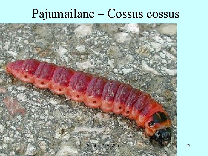 Pajumailane – Cossus cossus koostas: Tairi Albert 27 