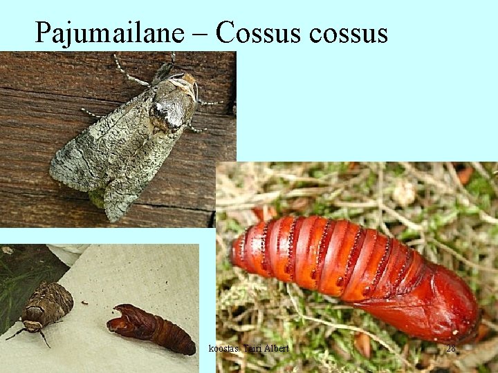 Pajumailane – Cossus cossus koostas: Tairi Albert 28 