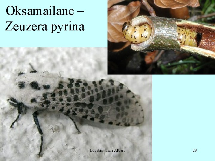 Oksamailane – Zeuzera pyrina koostas: Tairi Albert 29 