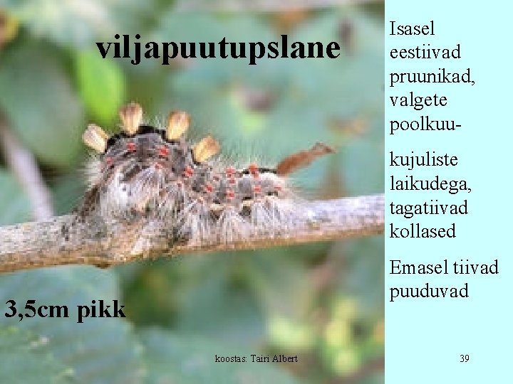 viljapuutupslane Isasel eestiivad pruunikad, valgete poolkuukujuliste laikudega, tagatiivad kollased Emasel tiivad puuduvad 3, 5