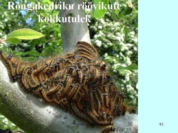 Rõngakedriku röövikute kokkutulek koostas: Tairi Albert 42 