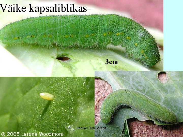 Väike kapsaliblikas 3 cm koostas: Tairi Albert 49 