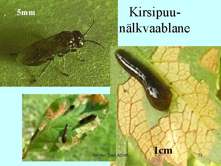 5 mm Kirsipuunälkvaablane koostas: Tairi Albert 1 cm 51 