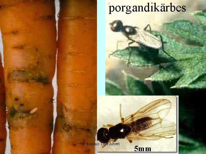 porgandikärbes koostas: Tairi Albert 5 mm 56 