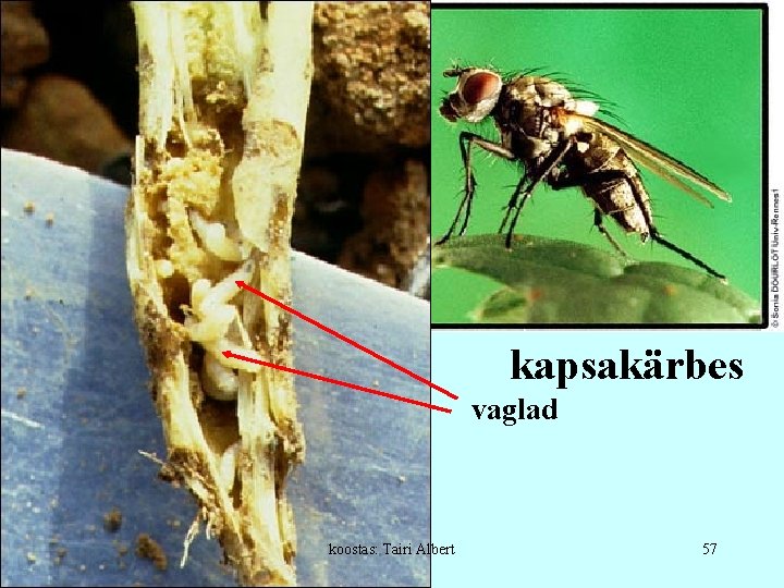 kapsakärbes vaglad koostas: Tairi Albert 57 