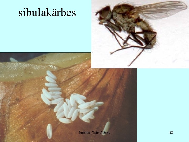 sibulakärbes koostas: Tairi Albert 58 