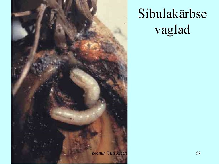 Sibulakärbse vaglad koostas: Tairi Albert 59 