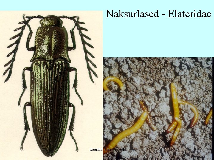 Naksurlased - Elateridae koostas: Tairi Albert 6 